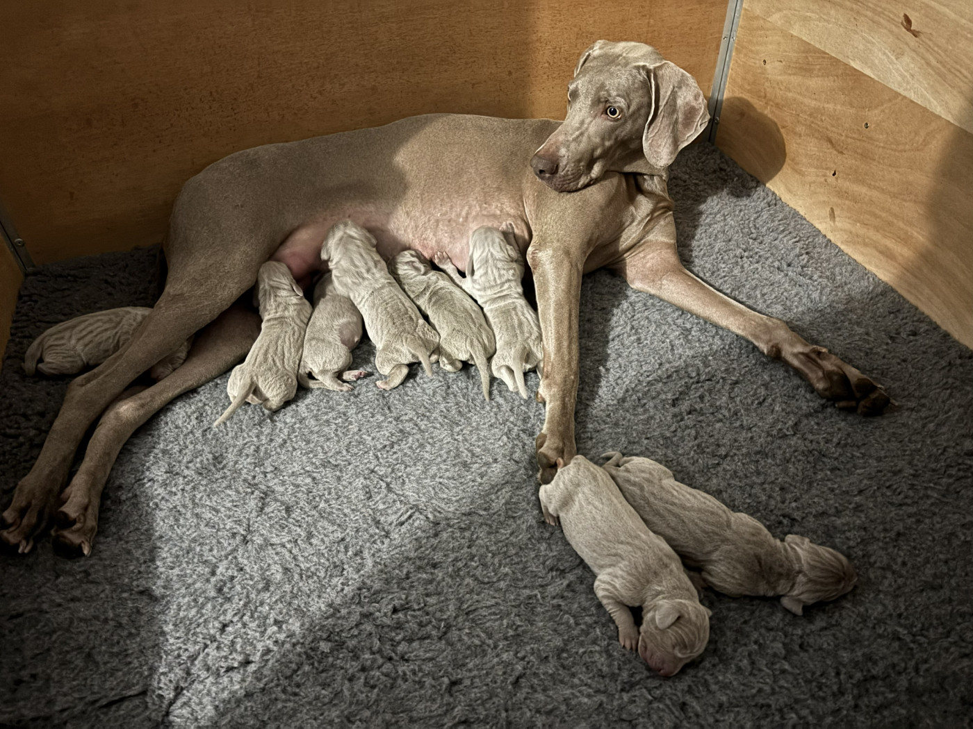 De La Prare - Chiots disponibles - Braque de Weimar