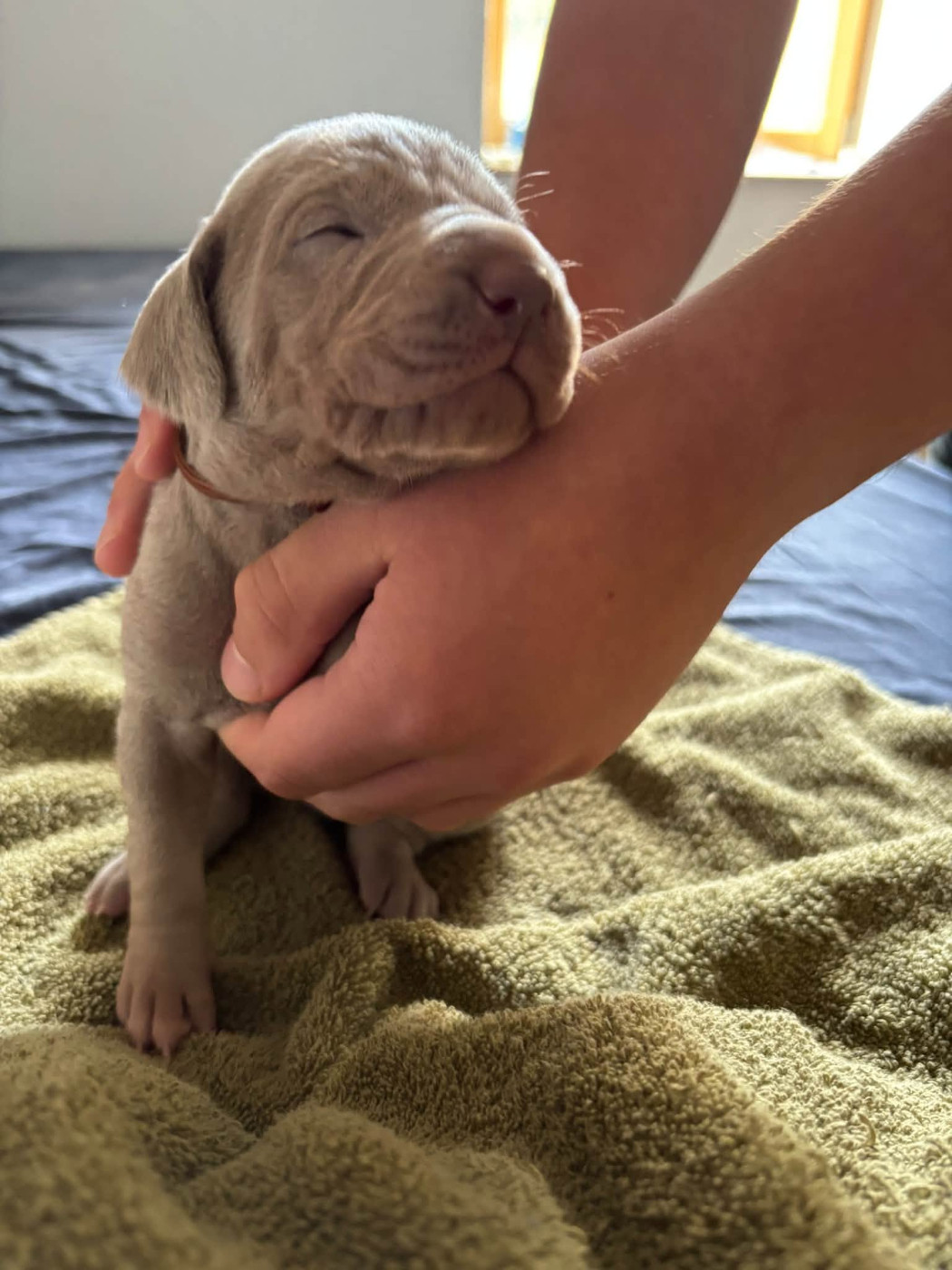 De La Prare - Chiots disponibles - Braque de Weimar