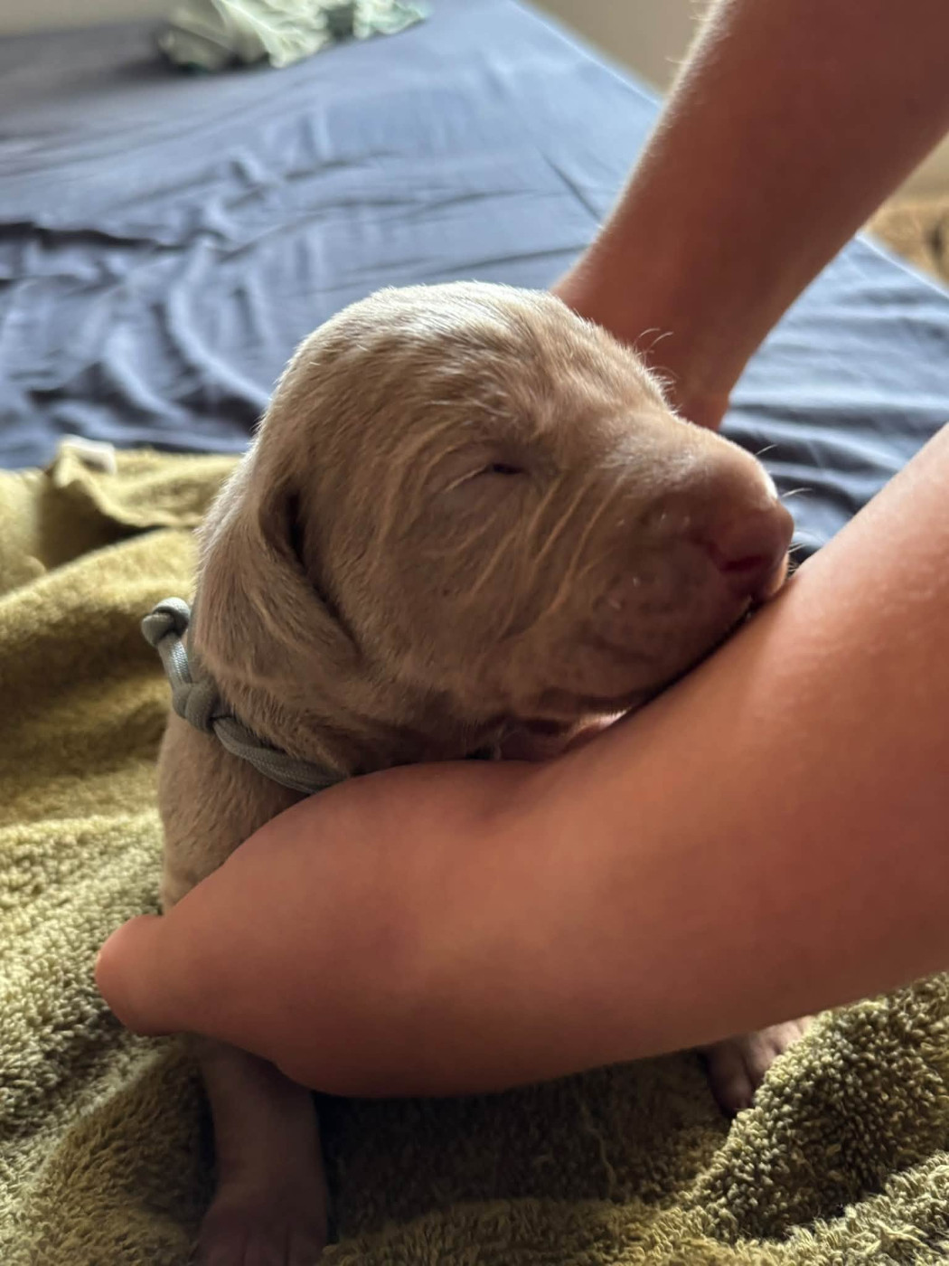 De La Prare - Chiots disponibles - Braque de Weimar