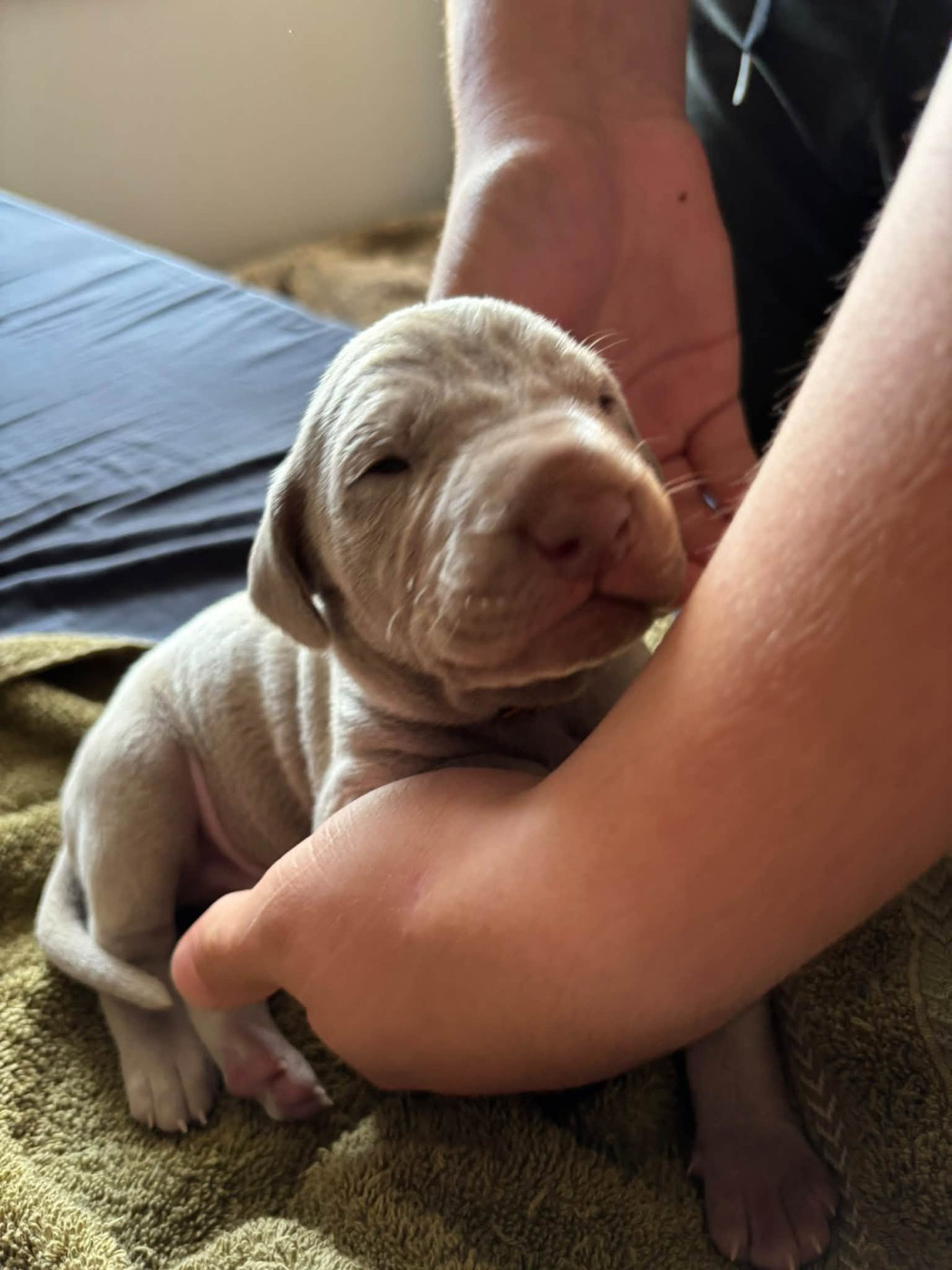 De La Prare - Chiots disponibles - Braque de Weimar