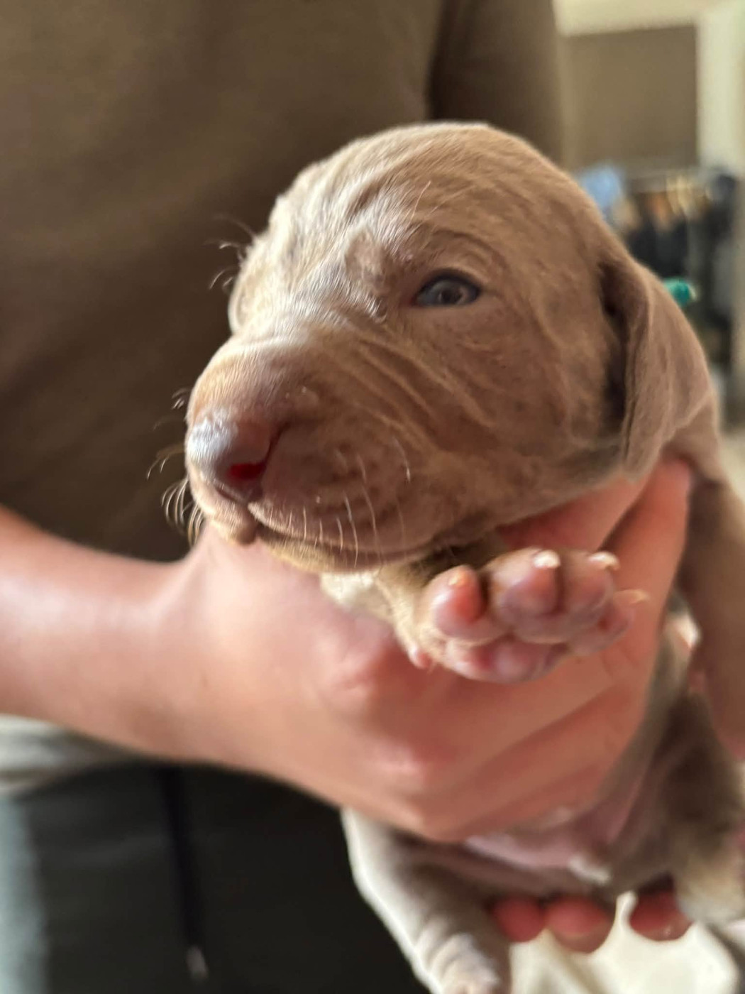De La Prare - Chiots disponibles - Braque de Weimar