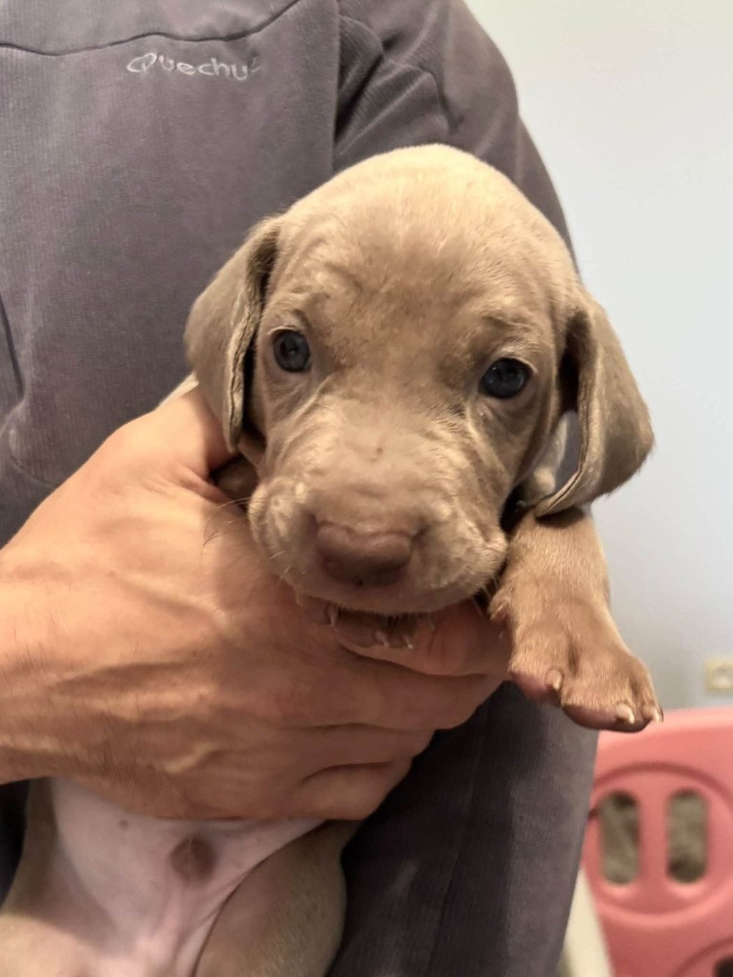 De La Prare - Chiots disponibles - Braque de Weimar
