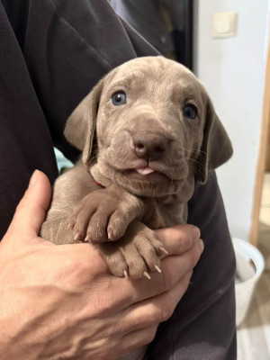Mister Bordeaux